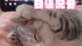 你见过这样的猫猫吗？日语配音版