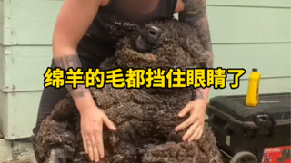 毛把绵羊的眼睛挡住了，能从绵羊身上剪下来多少毛发呢