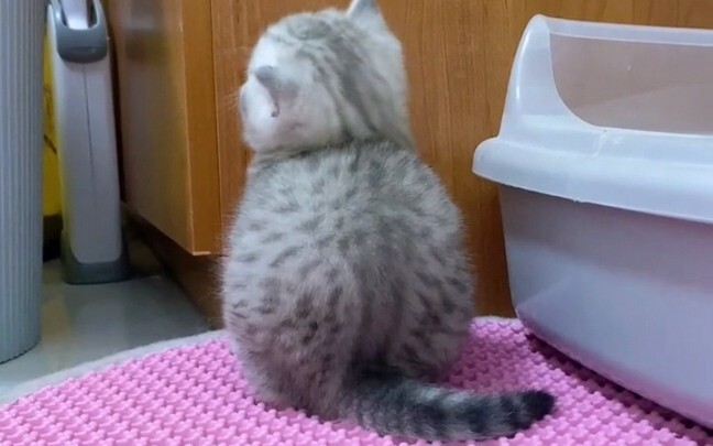 ลูกแมวจะมีเล่ห์กลอะไรได้ล่ะ