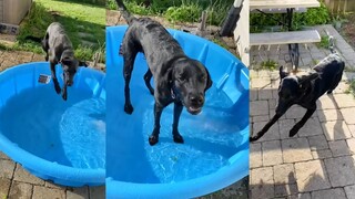 A big water bowl can make your dog excited