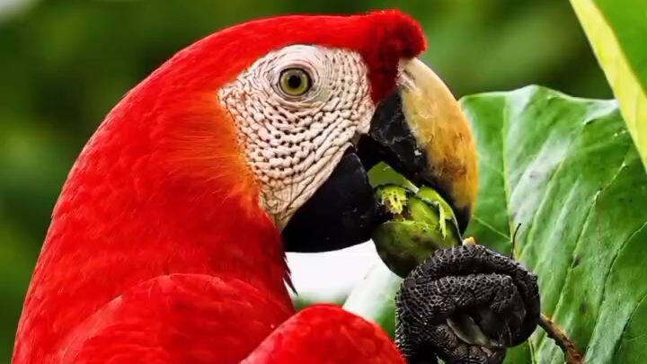 🦜 Scarlet Macaw Eating Wild Fruit! ❤️