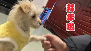 The sloppy princess is here to wish her godparents a happy new year! And guess what—my "ass dad" eve