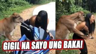 GIGIL NA UNG BAKA KAYA SINAKYAN SI ATE | TIKTOK REACTION VIDEO