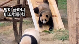 【Panda】210909 Hua Ni looks at Fubao: Who Is This Black Bear?