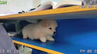 The master is in class, I am lying down and sleeping.