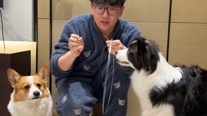 Mengajak anjing menantang untuk memakan camilan!! Bagaimana Border Collie itu bisa langsung mengerti