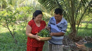 Chăm Sóc và Thu Hoạch Vườn Rau Sau Những Ngày Con Trai Ngã Bệnh | TKQ & Family T882