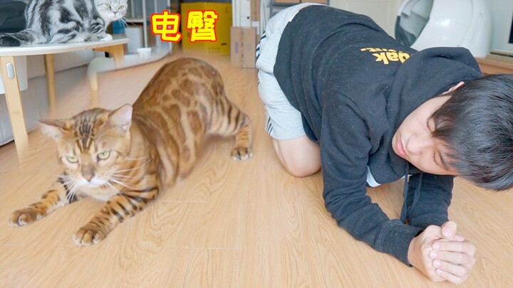 教家里猫扭屁股 学会后比我还能扭 秒变小电臀！