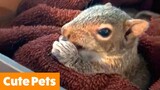 Silly Cute Pets | Funny Pets Videos