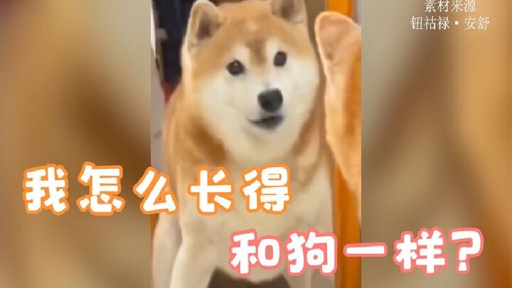 小姐姐用实力演绎，怎么从人变成狗