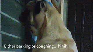Barking you or Coughing?!? 😅