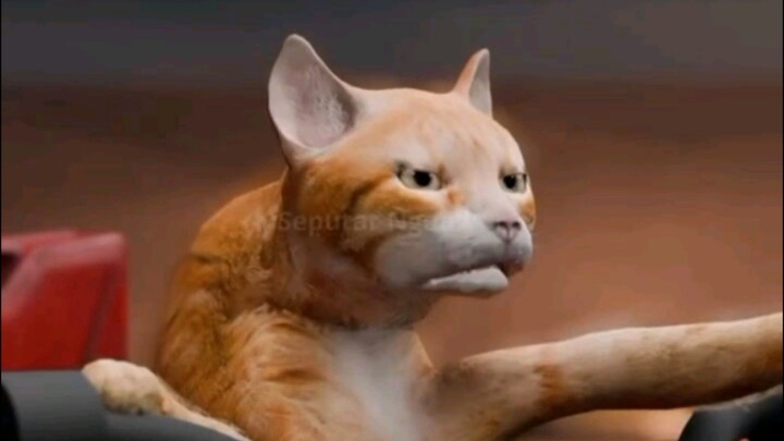 Kucing Oren. ngawurr, setan , apalahhhh