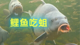 完美的鱼饵