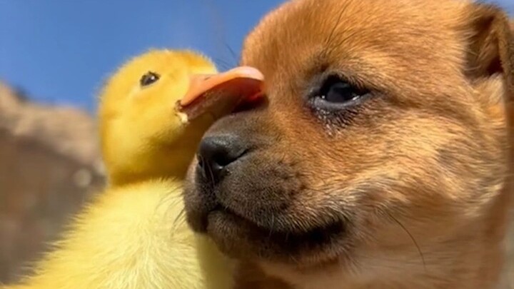 Chó cưng là chuyên gia chữa lành tuyệt vời nhất của chúng ta