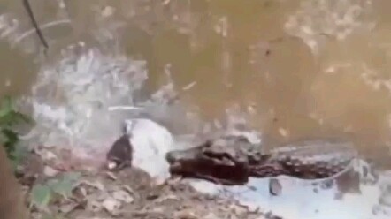 Cá sấu đại chiến lươn điện: Xem ai “cứng” hơn cuối cùng!