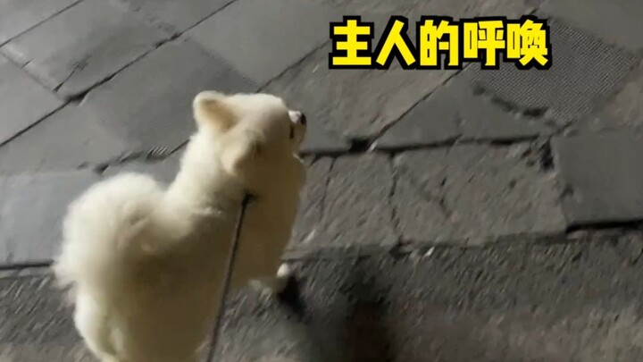 لا تحمل كلابًا معك عند خروجك اليوم. إليك بعض النصائح للعثور على الكلاب: