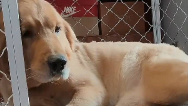 Golden Retriever’s last face-slap of late September—you can tell he’s having a blast!
