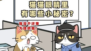 猫咪眼睛里的这些秘密你都知道吗？