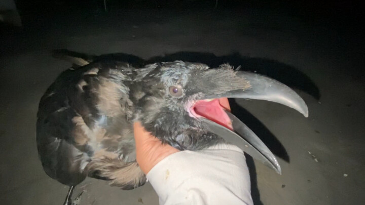 Jealousy completely twists a bird’s face! Once this raven gets jealous, it doesn’t care if it’s Lao 