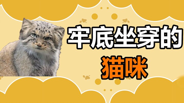 เกร็ดความรู้สัตว์เลี้ยง: แมวเหล่านั้นที่อาจทำให้คุณติดคุกยาวจนกว่าจะตาย