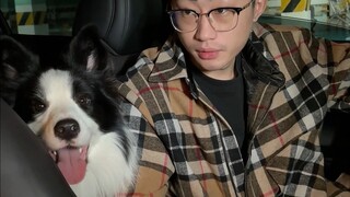 Dog owners' protective moments.