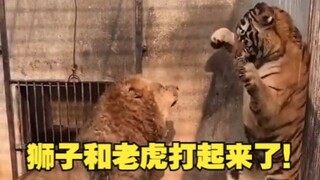 It turns out that lions are really a little afraid of tigers!