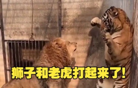 原来狮子真的有点怕老虎啊！
