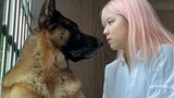 Peliharaan Lucu | Keseharian Anjing Gembala Jerman "Abang Long"