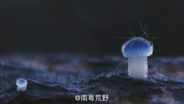 Blue Little Mushroom