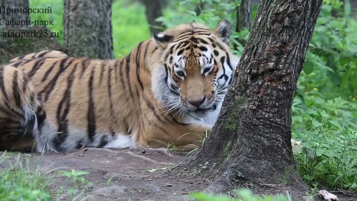 Harimau Amur tertabrak hujan es daging