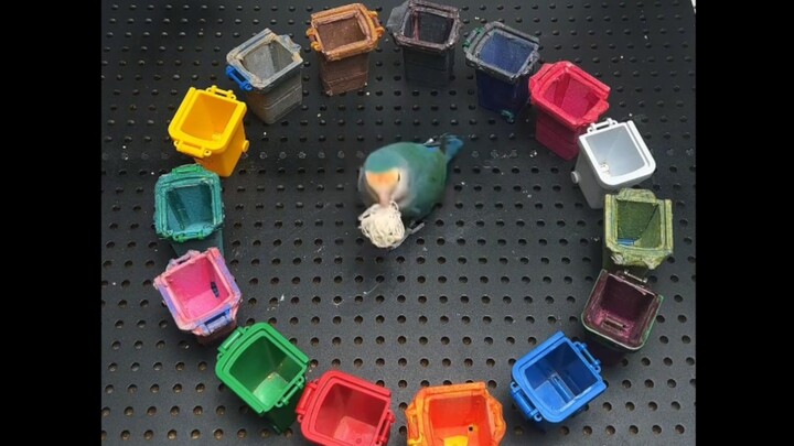 مذهل! هذه الطيور تُجيد فرز النفايات أفضل مني!