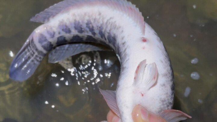 After the big flood, the river’s so clean now—lucky me, I even caught a giant black fish today!