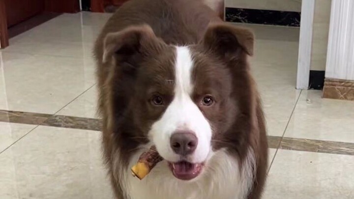 หลังจากที่น้องหมาทำผิดฉัน