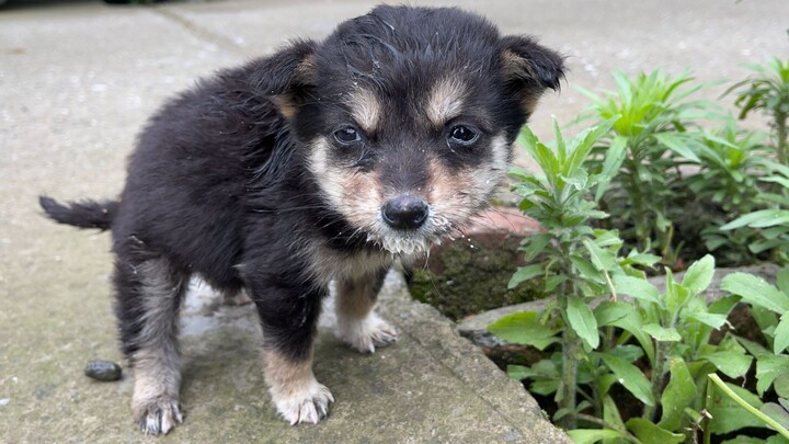 Bebek terbang anjing melompat, anjing keparat ini benar-benar hebat!