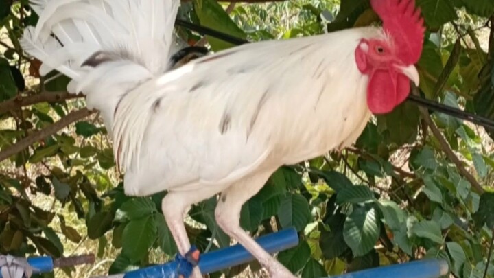 pamangkin ng broodcock panalo pero nabulag isang mata