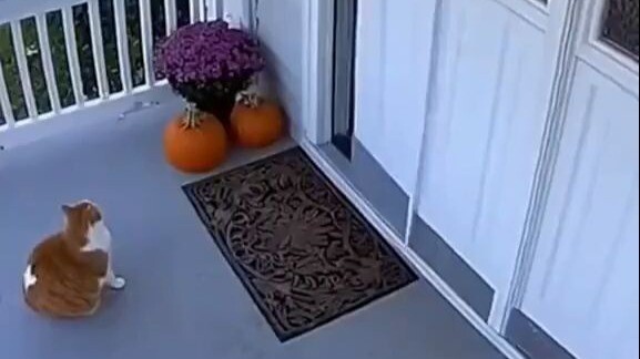 SORA is running rampant in California communities—and it’s completely out of control!