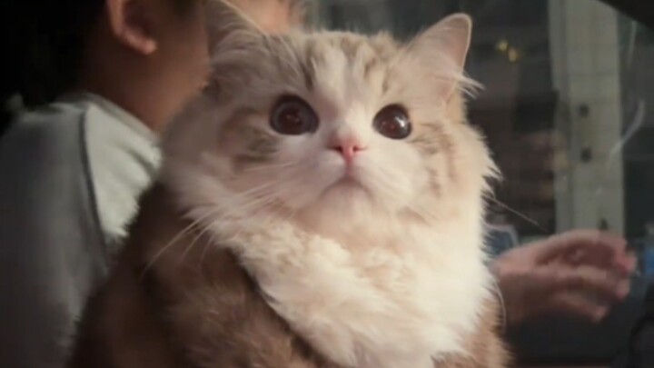 “Silly kitten, the cutest ever!”