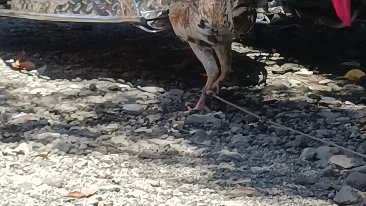 yung hindi na nga kayo ang uusap ng sarili mo tapos mag aaway pa kayo..😆😆
