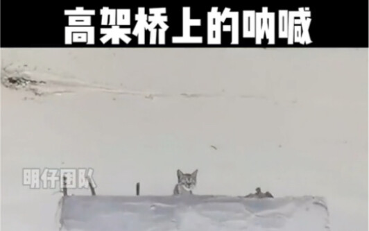 Mingzai’s Team: The person in need has been begging passersby for help for half a year—and survived 