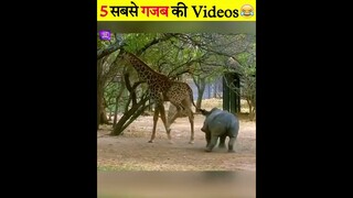 Animal Funny Moments 😆 #shorts #funnyanimals