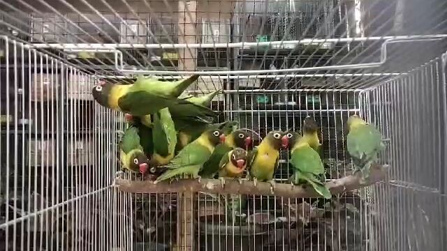 19pcs available.4sale