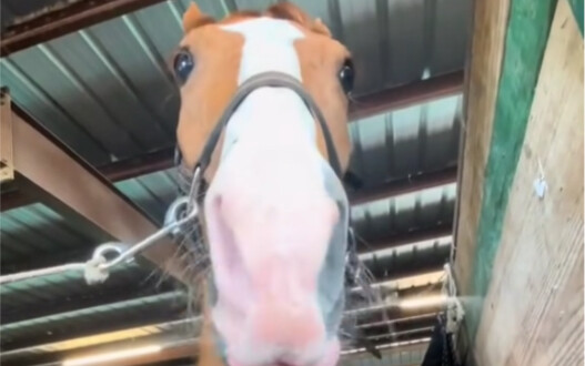Feed the little horse a fruit leather