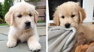 😍Cute Moments of Golden Retriever Make You Happy Every Day 🐶| Cute Puppies