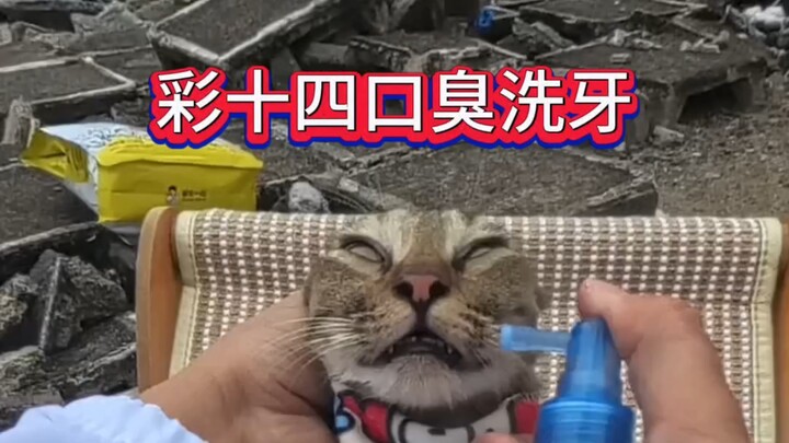 Cai Shisi’s bad breath and teeth cleaning, #TabbyCat #First-PersonCatCuddling #CatsForcedToWork #Reb