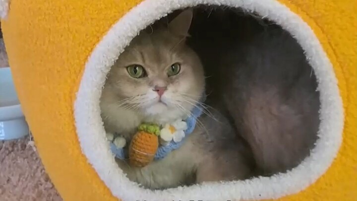 Bisa bantu aku pikirin gimana cara menghibur Zhao Cai?