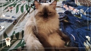 Relax | Cat Vlog #29