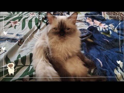 Relax | Cat Vlog #29