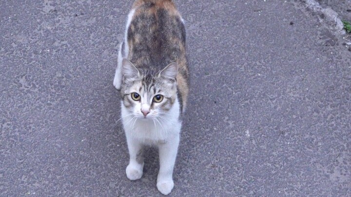 Four cats are glad to meet me