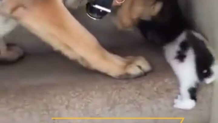 Khi bé mèo con bắt đầu leo cầu thang, anh chàng tổng tài kiêu hãnh bên cạnh lập tức ngoạm lấy cái đầ