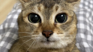 This is actually the truth behind why Sister Mei can smile